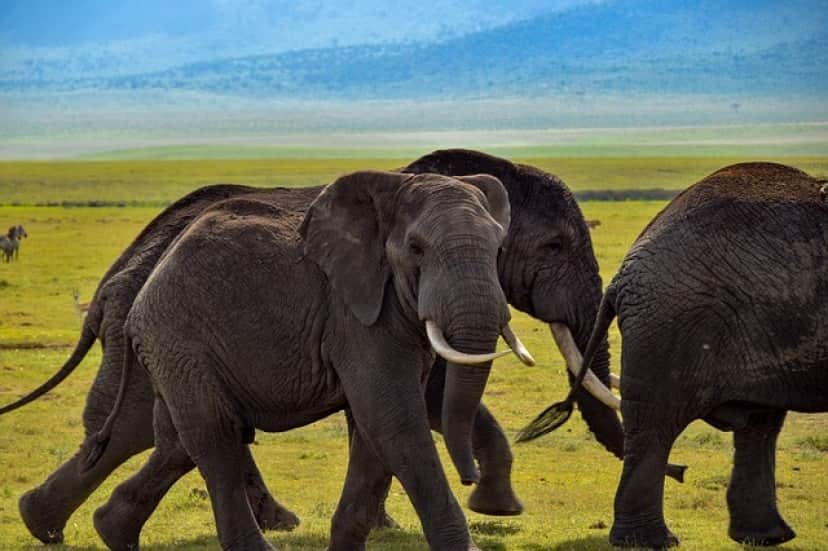 elephant-4389434_640