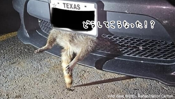 避けたつもりがはまっていた！車のフロントグリルから足を突き出したアライグマ、無事救助される