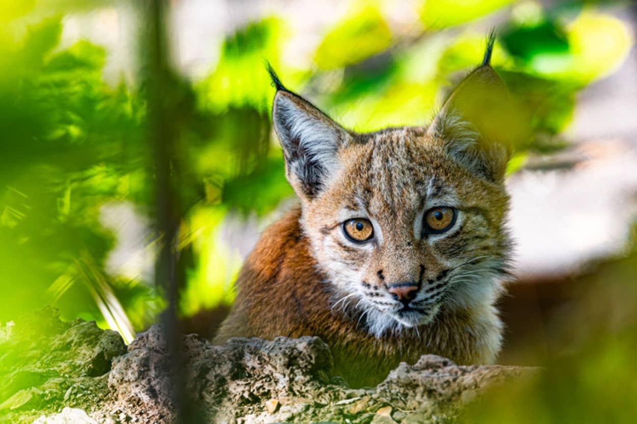 動物園から脱走を繰り返していたオオヤマネコが自然に戻される