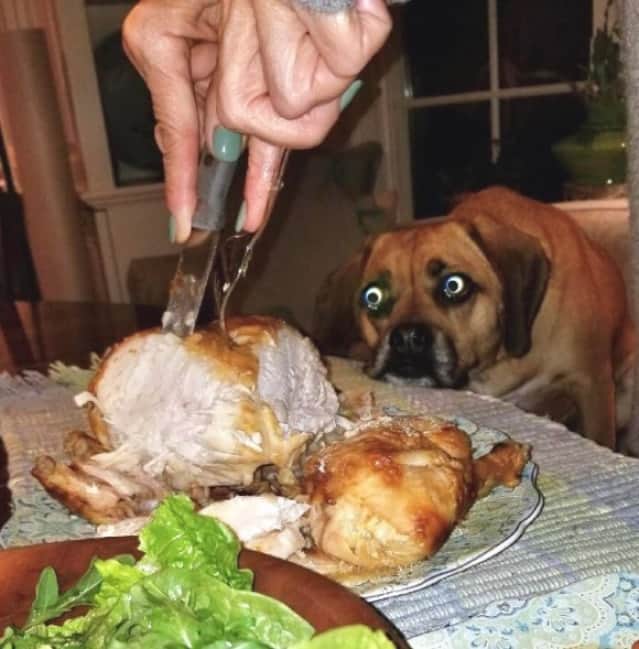 ガン見ってこういうこと 犬たちが食べ物を見つめる目つきが食いしん坊ワンザイ カラパイア ガン見ってこういうこと 犬たちが食べ物を見つめる目つきが食いしん坊ワンザイ カラパイア