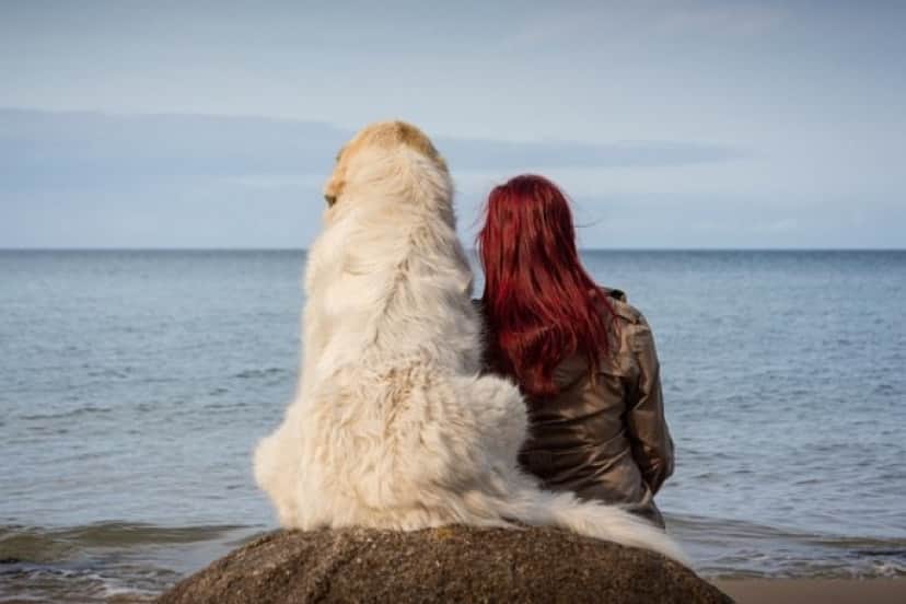 dog-5621146_640_e