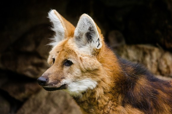 maned-wolf-3247325_960_720_e
