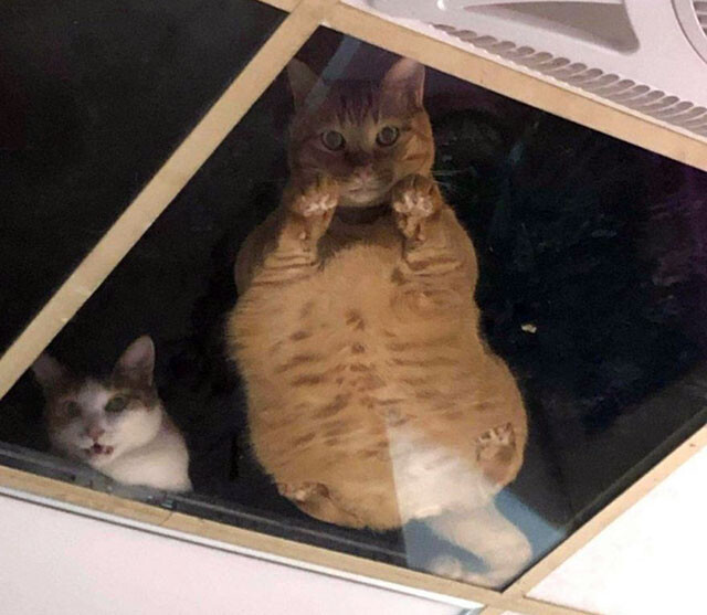 深淵をのぞく時... 店の天井にガラス板をつけたら猫が人間を監視するようになった件（台湾）