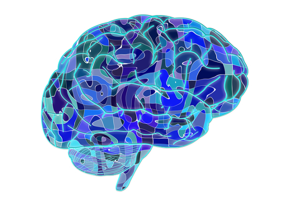 brain-951874_640_e