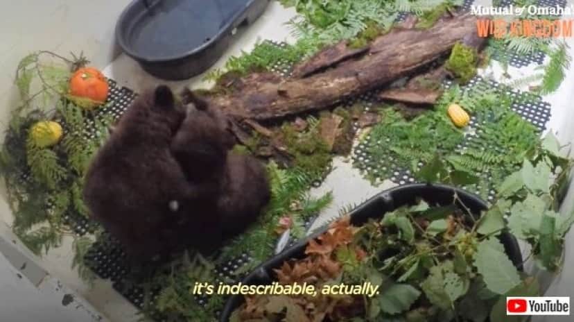 bearcub8_640