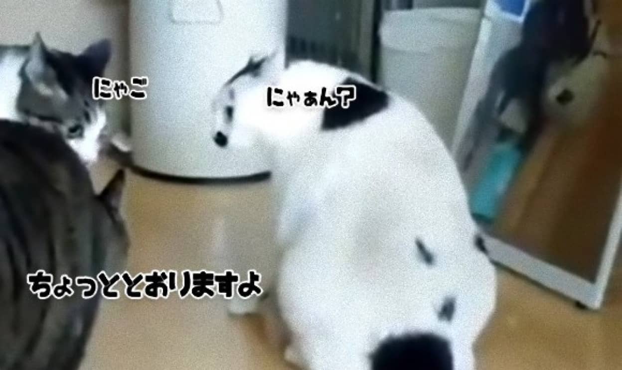ね 簡単でしょ 猫の猫による猫の喧嘩を仲裁する方法 カラパイア ね 簡単でしょ 猫の猫による猫の喧嘩を仲裁する方法 カラパイア