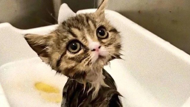 濡れた子猫がかわいすぎて 子猫 グレムリン疑惑に関する海外の反応 カラパイア