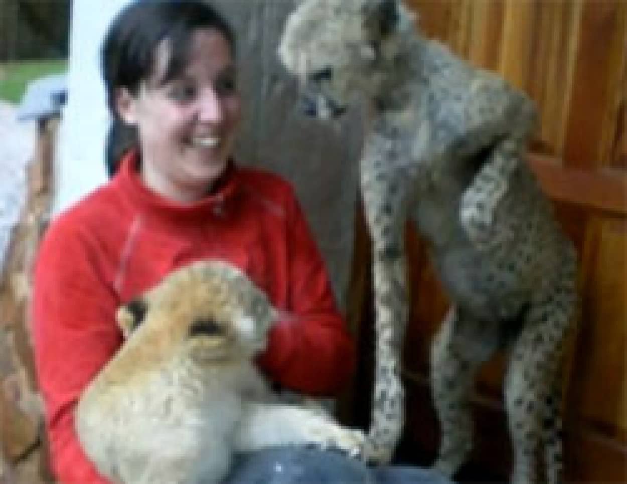 そこどかんかい お姉さんにダッコされるライオンの子どもをバシバシと叩き落とそうとするチータの子ども カラパイア