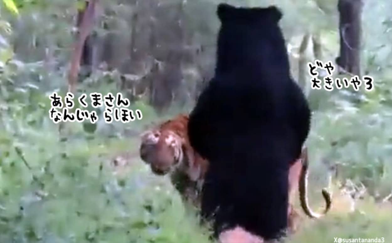 トラとクマが遭遇!結構うまくやれているようだ
