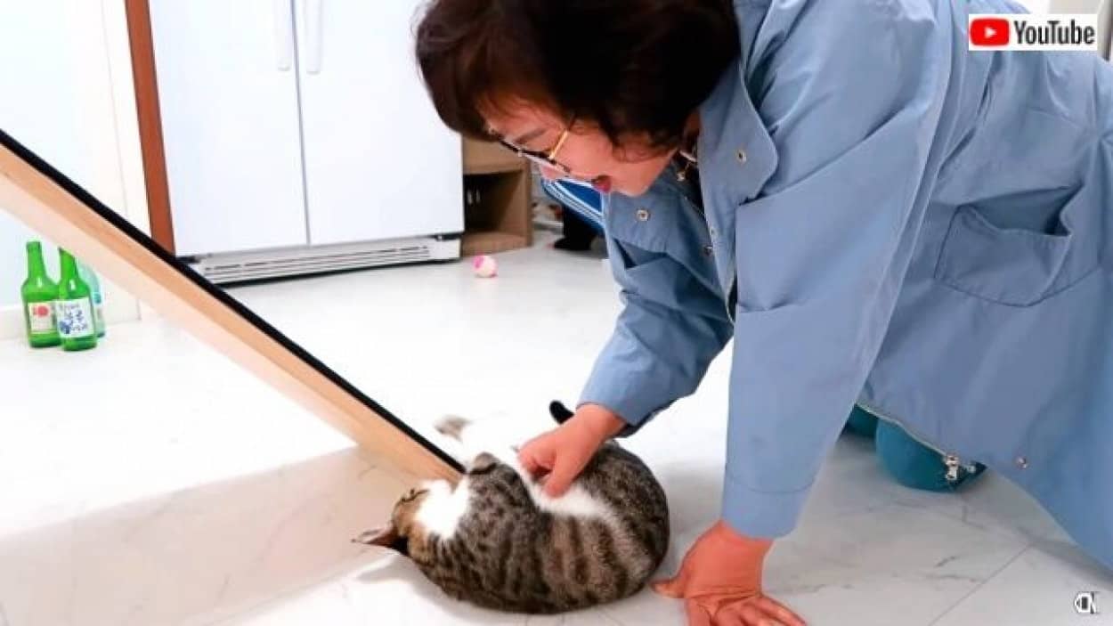 子猫ちゃんたち ママが会いに来たわよ あの猫嫌いだったはずのお母さん 今やこれ以上ないほどメロメロに カラパイア