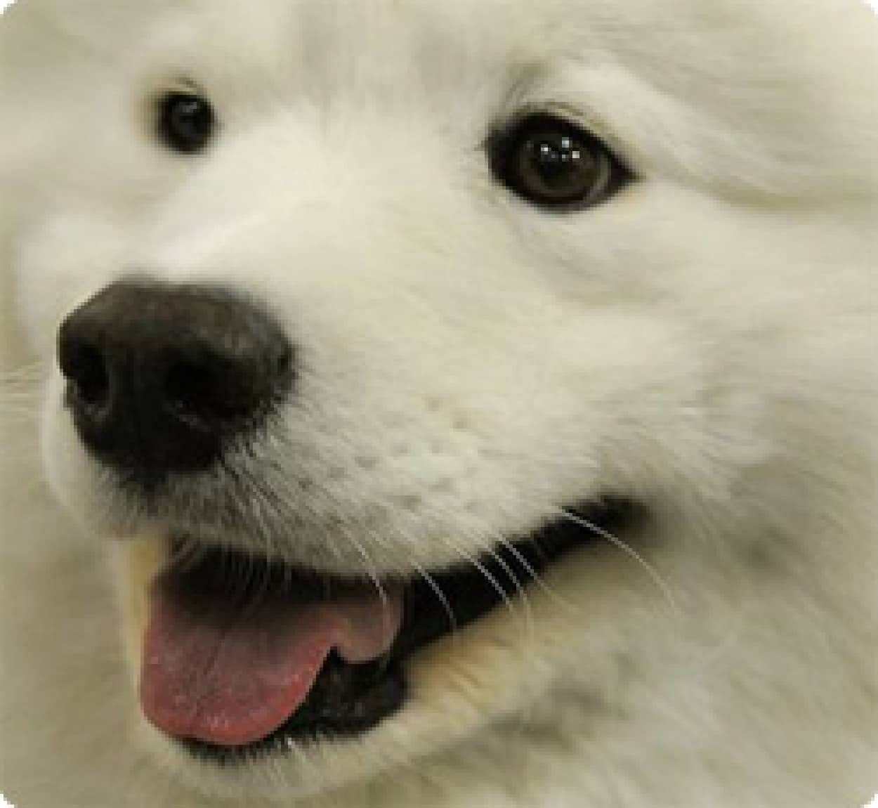 犬