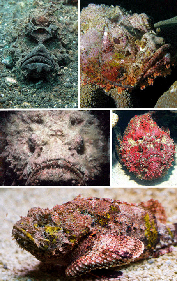 Poisonous-Stonefish