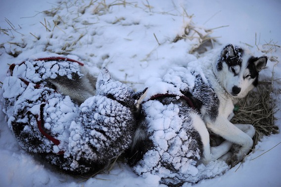 過酷な寒さに耐えながら約1850キロに渡るアラスカ横断犬ぞりレース アイディタロッド カラパイア