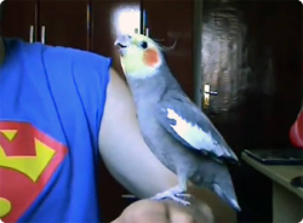動画 スーパーマン やっぱスーパーマリオだろ 断固としてマリオのテーマ曲を歌うオカメインコ カラパイア