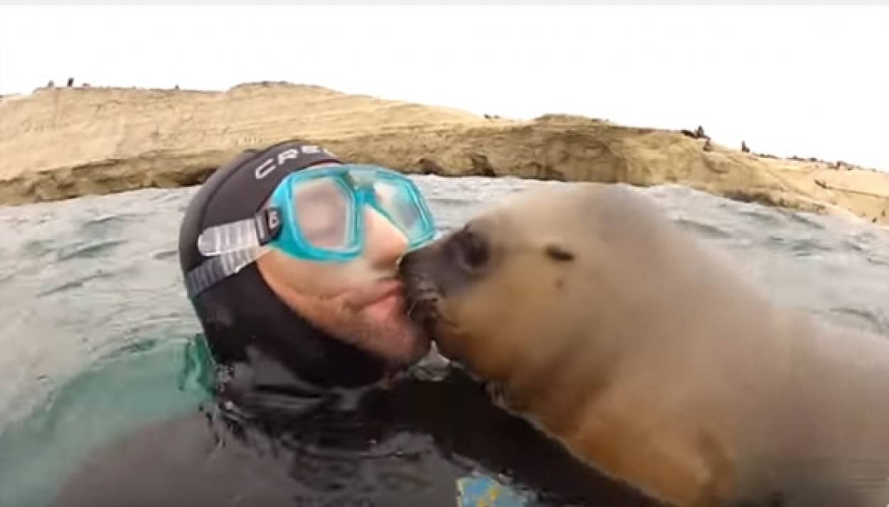 なつきすぎかよ ダイバーにキスを強要するアシカがいる風景 カラパイア