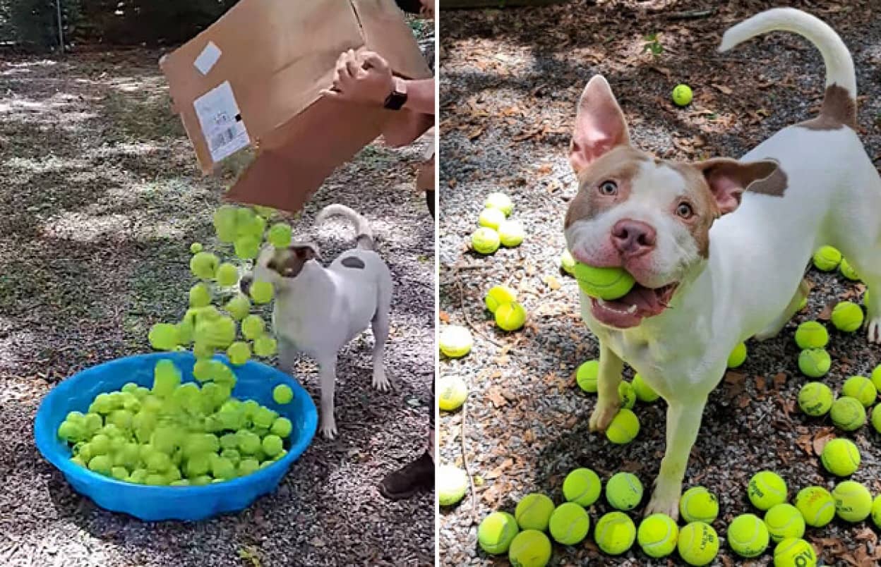 保護施設の犬に大量のテニスボールが送られうれしい笑顔