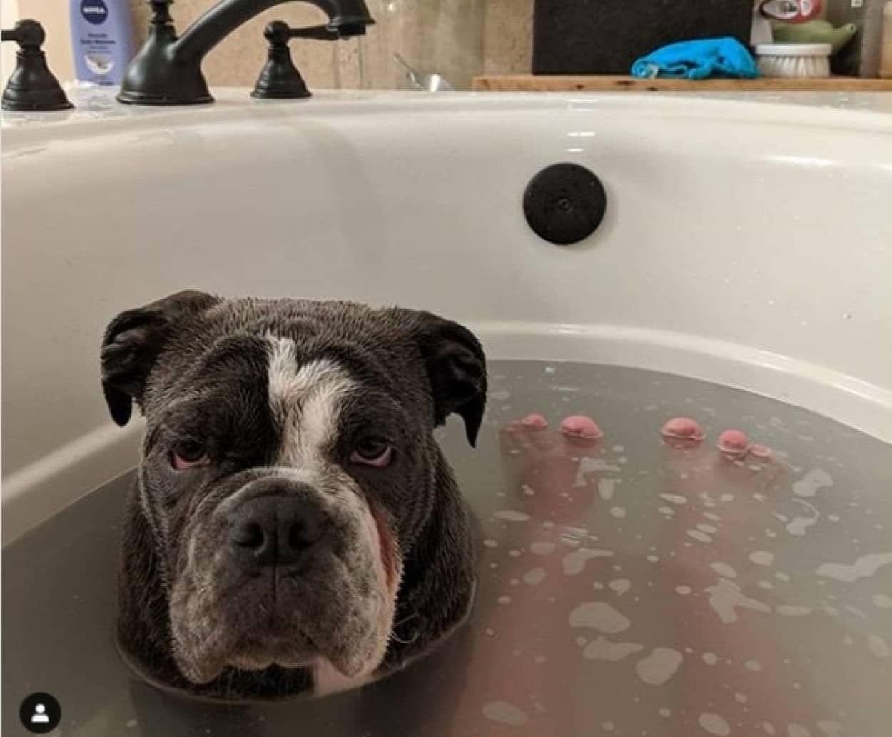 裸の付き合いがしたいねん 毎回お父さんと一緒にお風呂に入りたがる犬 アメリカ カラパイア