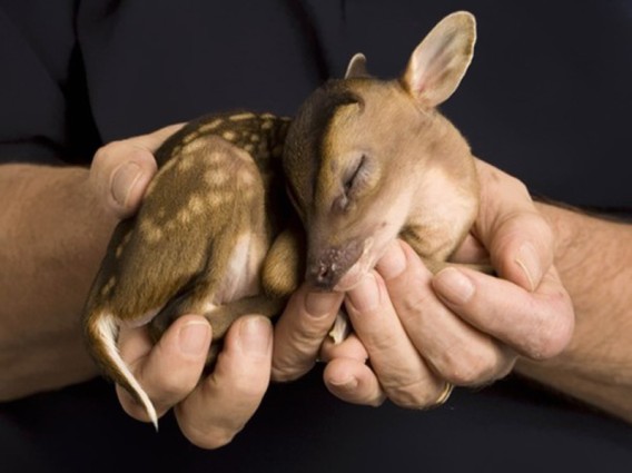 モフモフを通り越してモグモグしたくなる かわいらしい動物の赤ちゃん25連発 カラパイア
