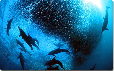 海の生物たちの躍動感に圧倒されるイキイキ高画質映像 青の世界 カラパイア