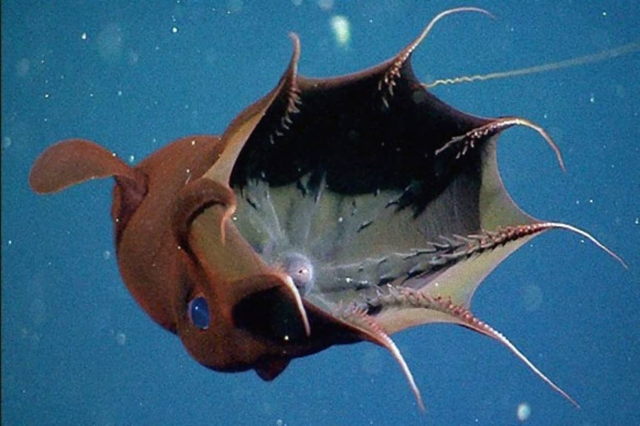 吸血イカの異名をもつコウモリダコ 実はおとなしい草食系だった カラパイア 吸血イカの異名をもつコウモリダコ 実はおとなしい草食系だった カラパイア
