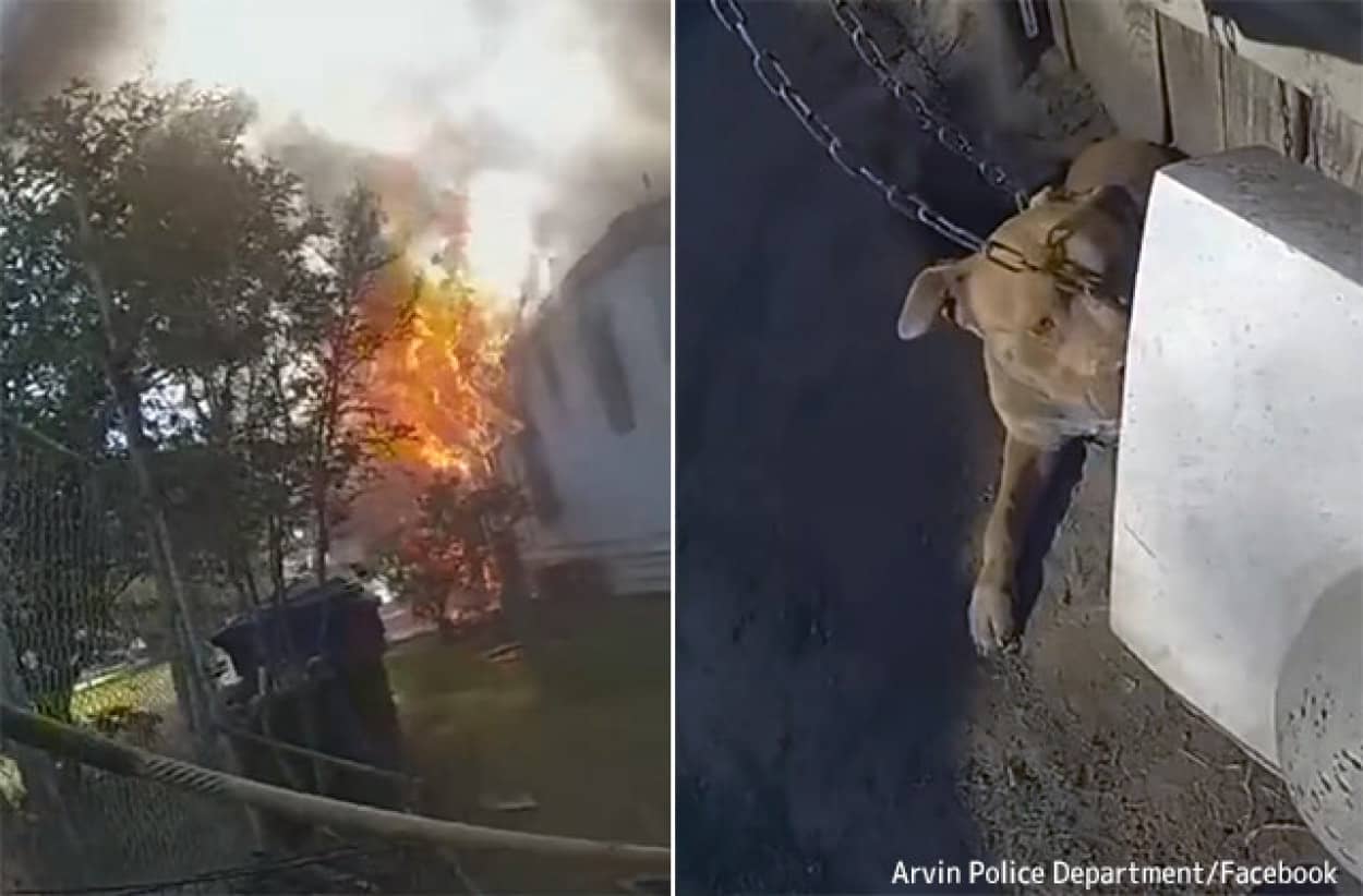 火事の炎が迫る中、鎖につながれた犬を決死の救出をした警察官