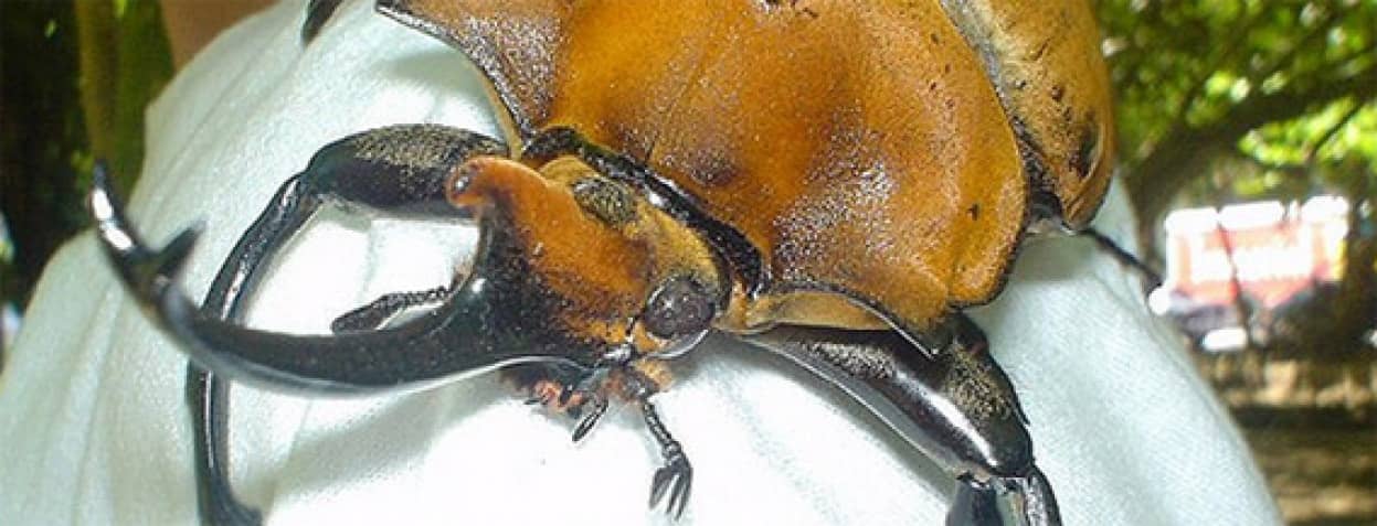 でかすぎ御免 コスタリカの巨大カブトムシ カラパイア でかすぎ御免 コスタリカの巨大カブトムシ カラパイア