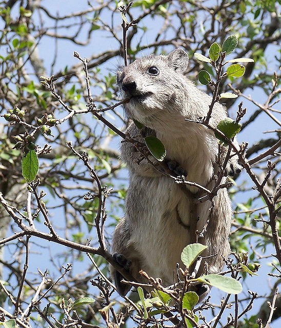 rock hyrax 11