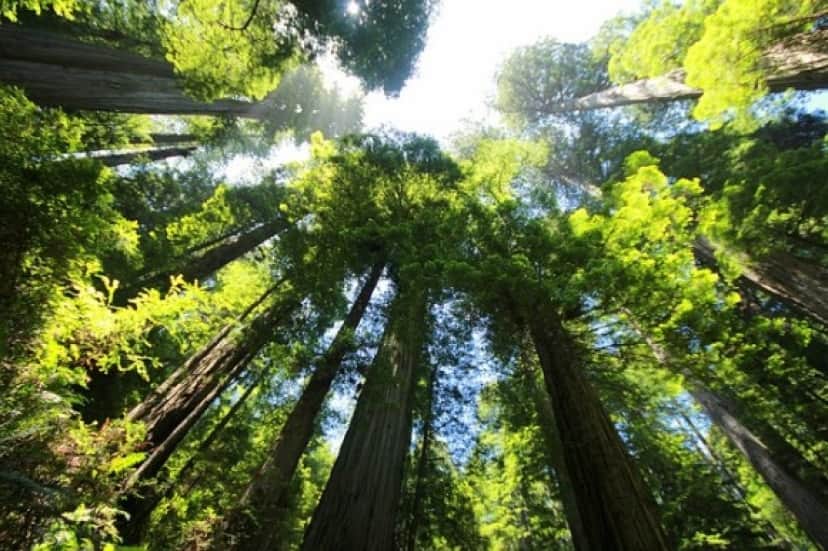 sequoia-274158_640_e