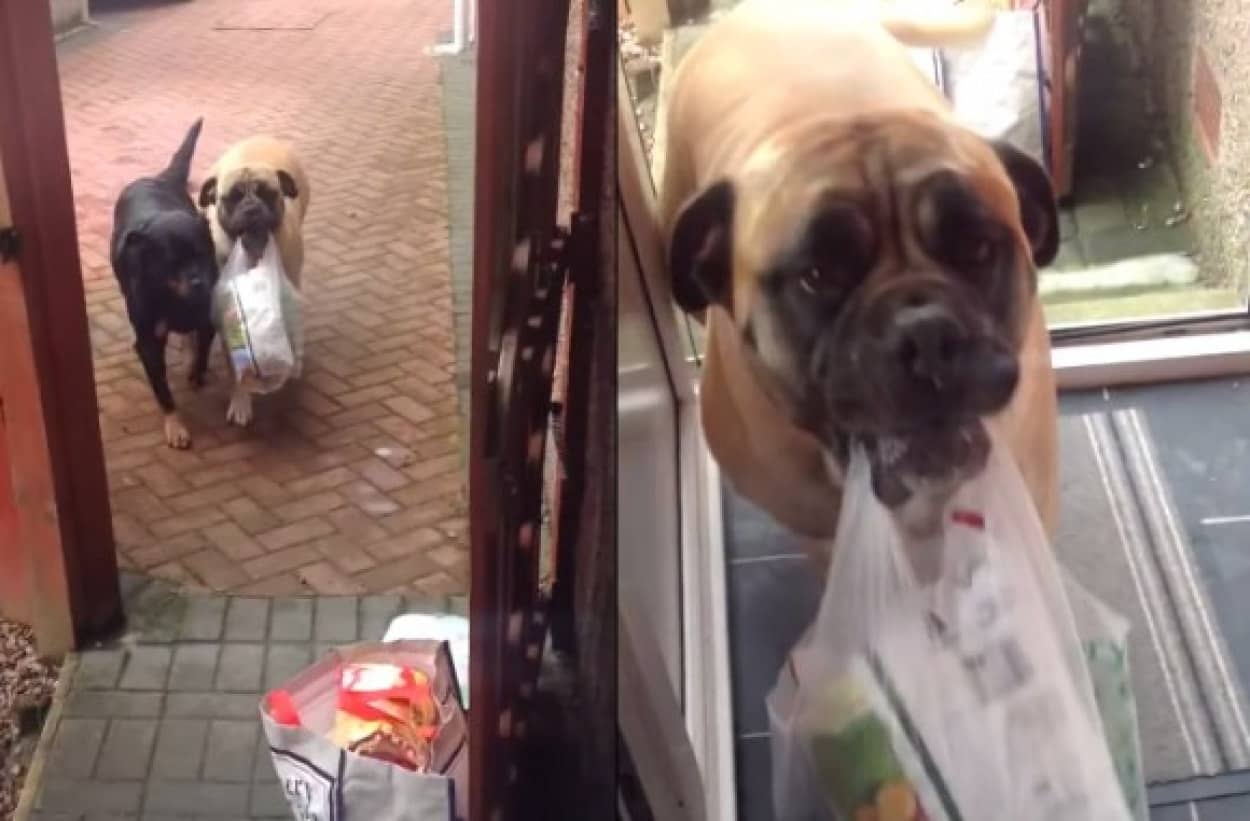 おとしゃんが帰ってきた 嬉々として車から荷物を運ぶお手伝いをする犬と護衛する犬 カラパイア