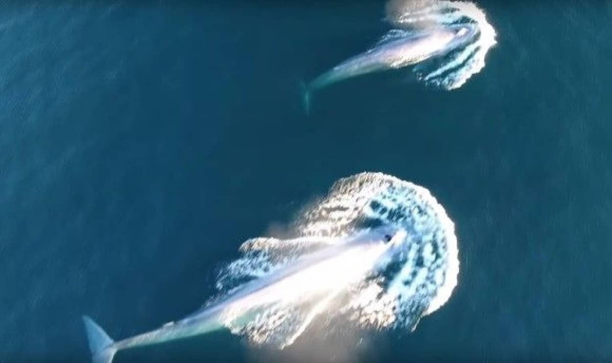 whales_e