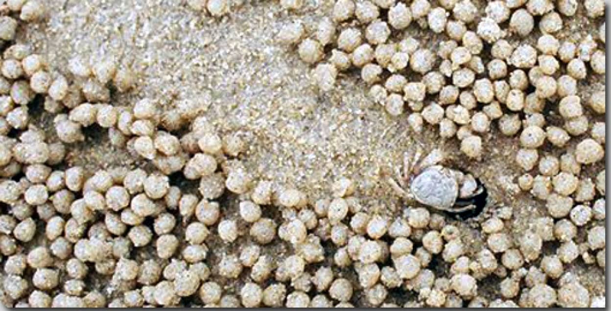 砂の団子を大量につくって浜辺に放り投げる カニたちの描いた砂団子でミステリーサークル カラパイア