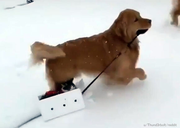 猫さん行くよ！雪上を走る犬ぞり、運ぶのは箱に入れた猫