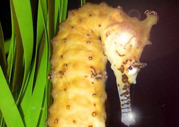 食料以外の目的で遺伝子組み換えされた10種の生物 昆虫含 カラパイア 食料以外の目的で遺伝子組み換えされた10種の生物 昆虫含 カラパイア