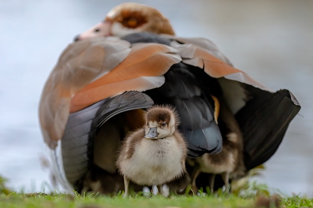 egyptian-goose-7834621_640