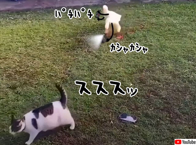 アヒルのパパラッチに追われる猫