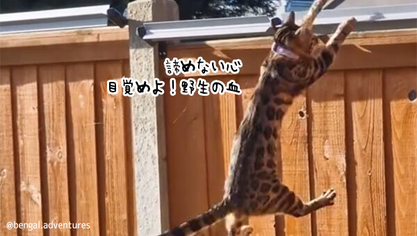越えられない壁などない！ベンガル猫がフェンスローラーの突破に挑戦