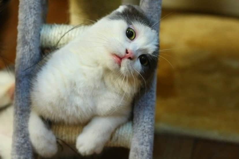 cat-2151382_640_e