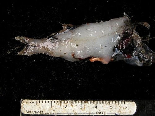 Macropinna_macrostoma_-_barreleye_Tow_16_sample_326_049