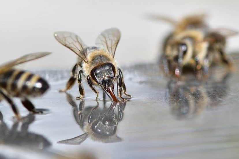 bees-g2eec3abb9_640