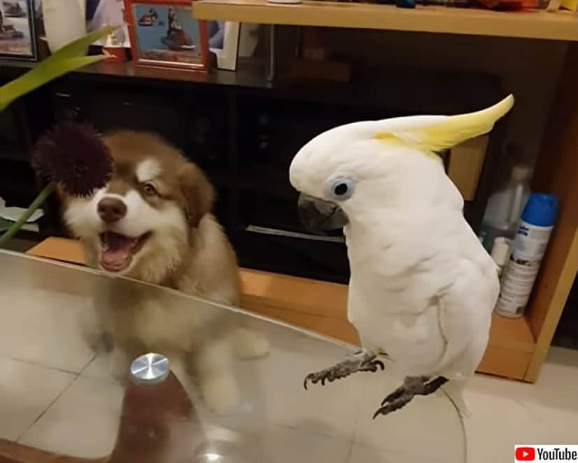 声を奪われた ワンワン鳴くオウムと鳴かない犬 カラパイア