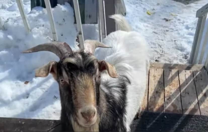 goat2_e