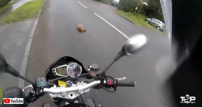 bikershelpinganimals2_batch