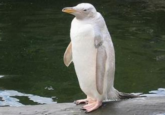 アルビノみたいな全身白っぽいペンギンが発見される 南極 カラパイア