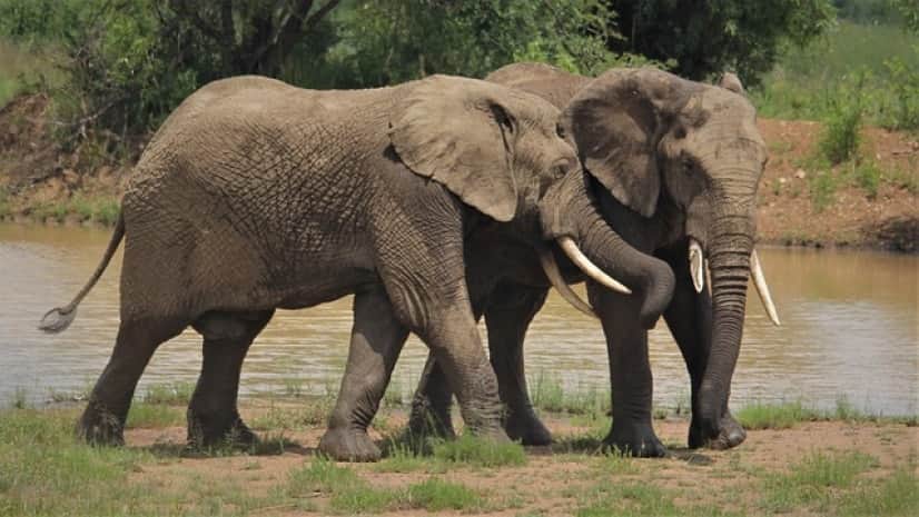 african-elephants-4955856_640