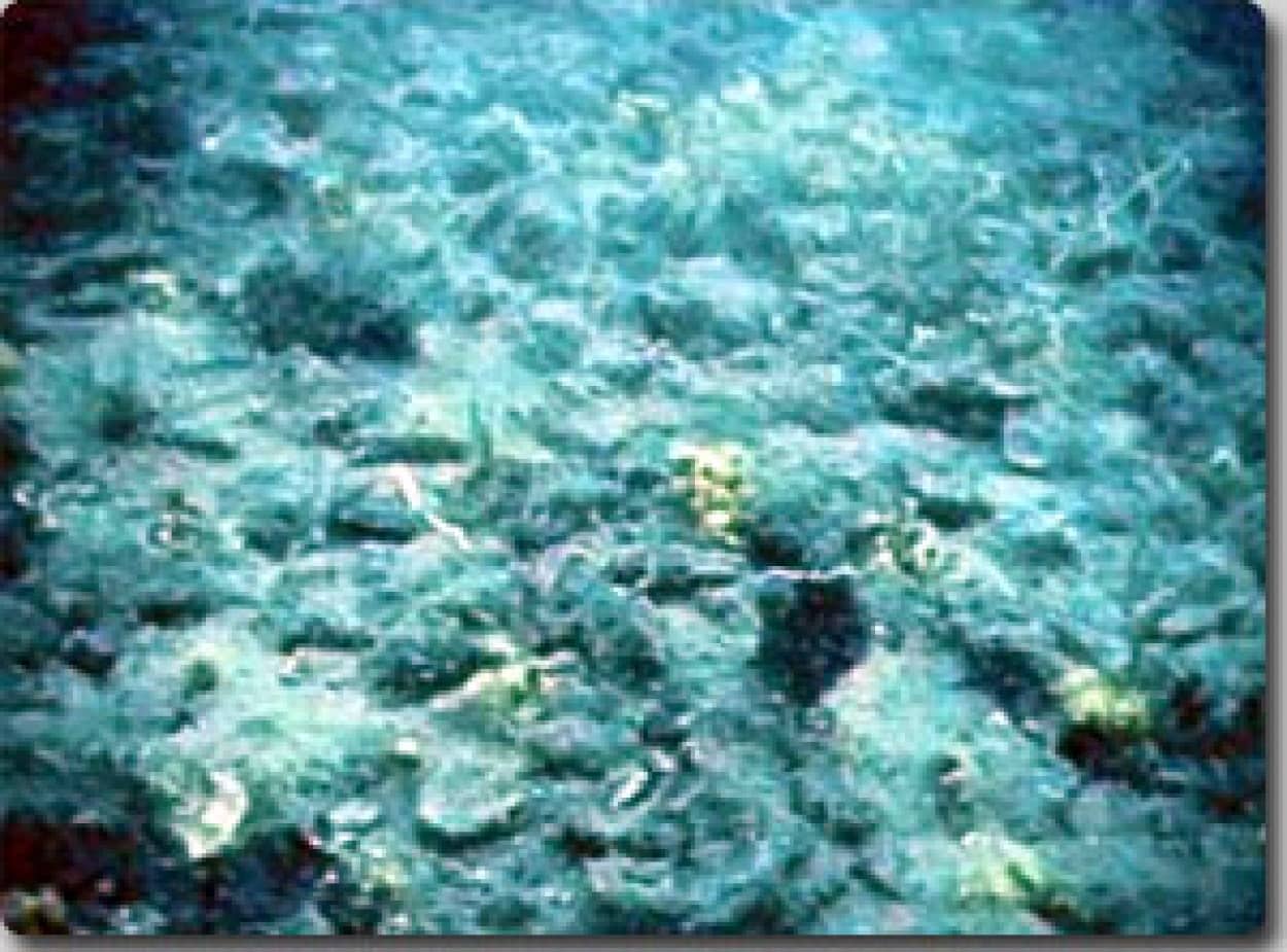 ガメラの墓場 熊本 八代海の海底に謎の円すい型海丘群が80個 密集して発生 カラパイア