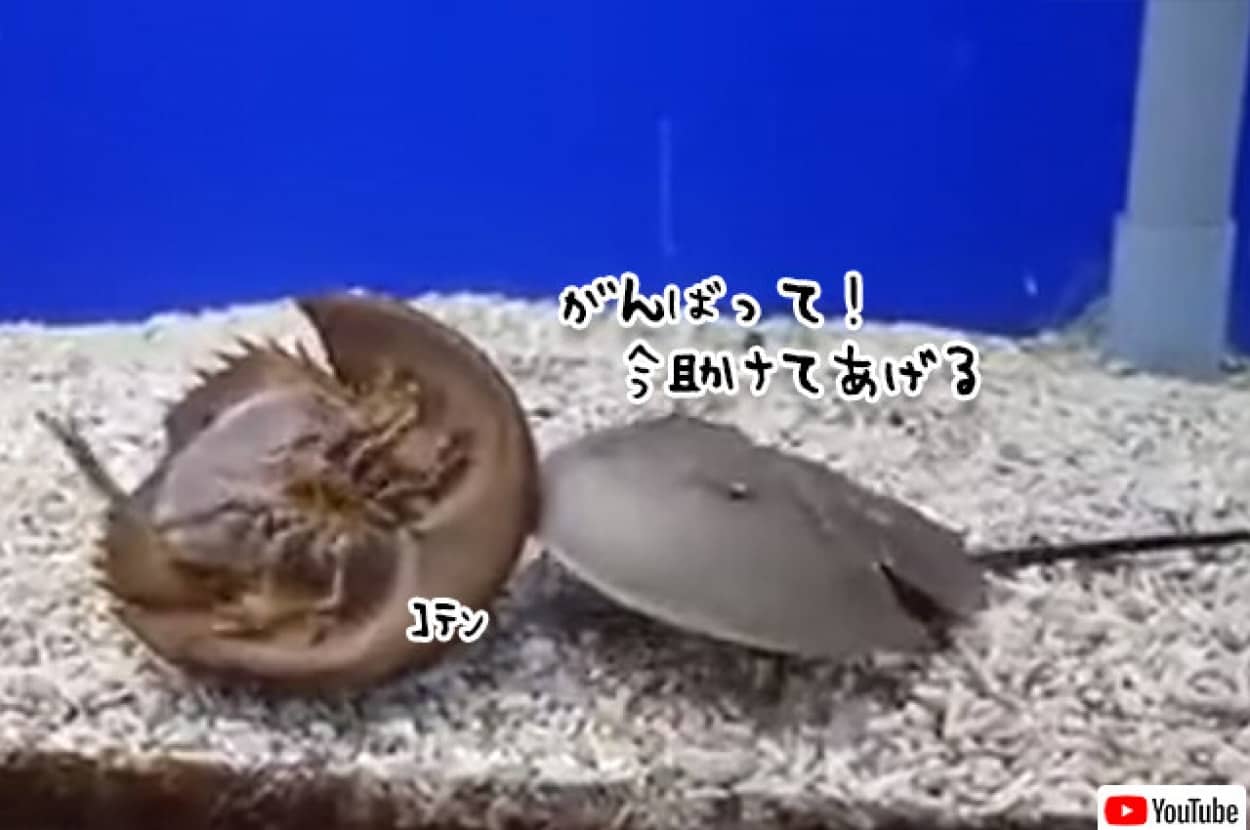 ひっくり返った仲間を助けるカブトガニ