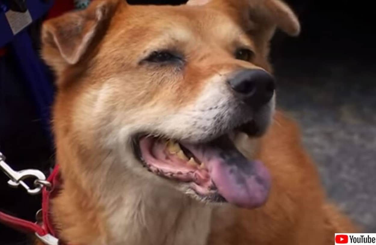 88歳のおばあさんを救うため清掃員に助けを求めた犬