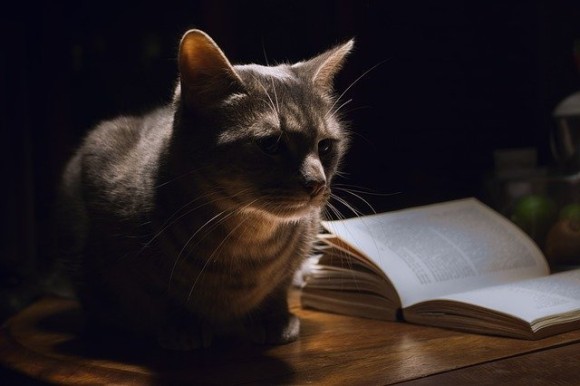通い慣れた本屋にいた1匹の猫...お店にいた猫と顧客の心温まる物語が共有される