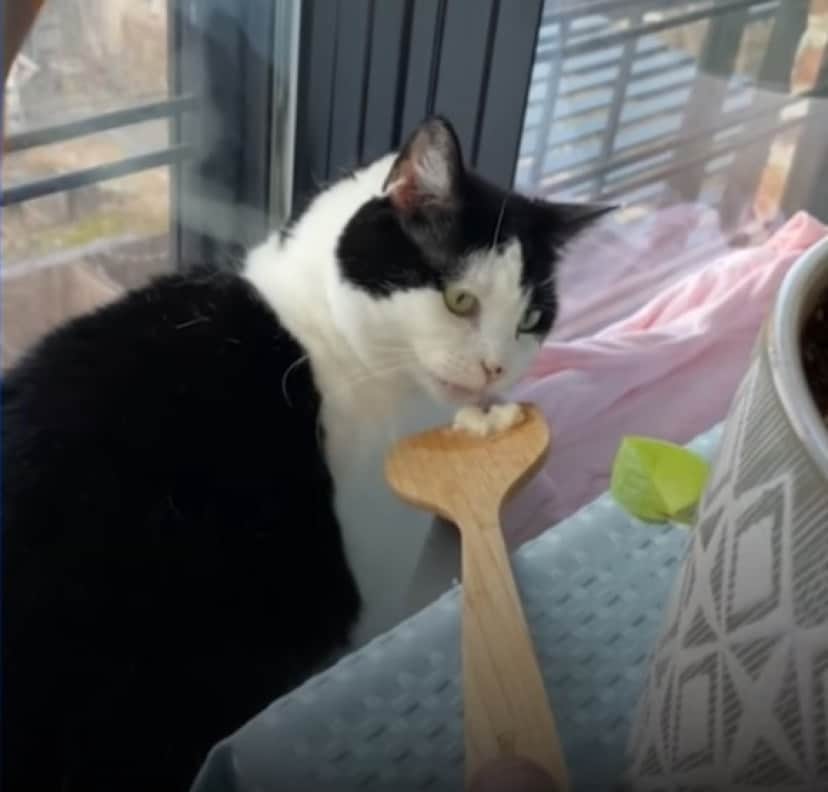 cat3_e
