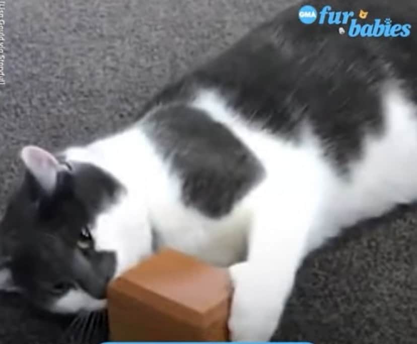 cat _e